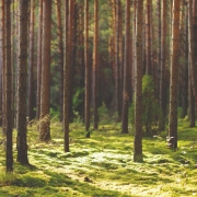 Ein Fichtenwald mit grüner Wiese